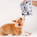 【CANIDAE CANIDAE Exchange item】HelloDOG 玩具嚴選 寵物響紙自嗨撕咬發聲玩具 報紙 1件