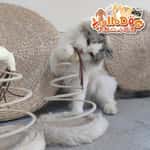 【 礦物貓砂 換購品】HelloDOG 貓玩具 彈簧瘋狂逗貓玩具麻球 1件 (隨機款)