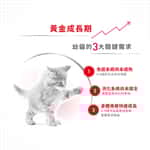 Royal Canin 法國皇家 貓糧 Royal Canin 貓糧 法國皇家貓糧 Kitten 健康營養系列 FHN 幼貓營養配方 K36 2kg (2522020012)