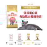 Royal Canin 法國皇家 貓糧 Royal Canin 貓糧 法國皇家貓糧 純種系列 英國短毛幼貓專屬配方 KBSH38 10kg (2520100)