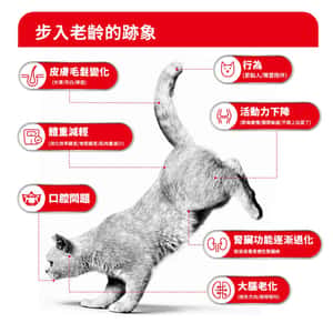 Royal Canin 貓糧 法國皇家貓糧 FHN 老齡貓11+ 營養配方 2kg (4108500) (圖片4)
