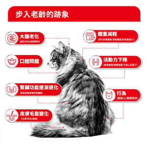 Royal Canin Dry Cat Food Senior Ageing 15+ Cat 2kg (4108800) (圖片4)