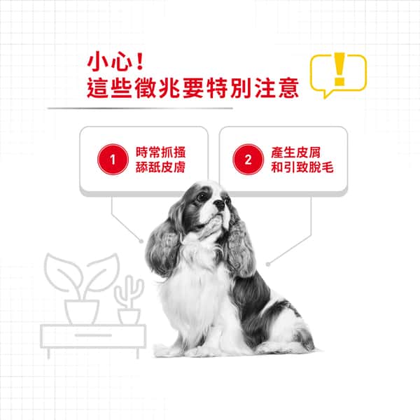 Royal Canin Royal Canin 狗糧 法國皇家狗糧 加護系列 小型犬皮膚舒緩加護配方 小型犬皮膚敏感專用配方 DCMI 3kg 3kg 背面圖