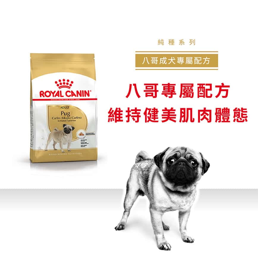 Royal Canin 狗糧 法國皇家狗糧 純種系列 八哥成犬專屬配方 PUG 3kg (2557300) (圖片2)