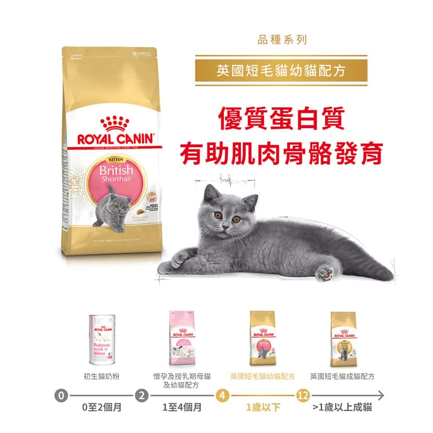 Royal Canin 貓糧 法國皇家貓糧 純種系列 英國短毛幼貓專屬配方 KBSH38 2kg (2519900) (圖片2)