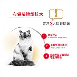 Royal Canin Royal Canin 貓糧 法國皇家貓糧 純種系列 布偶成貓專屬配方 RD 2kg 2kg  正面圖