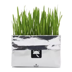 VETRESKA VETRESKA 嚴選無⼟⽔培貓草種植包   正面圖