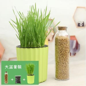 DIY DIY 種植天然吐毛球小麥草套裝 正面圖