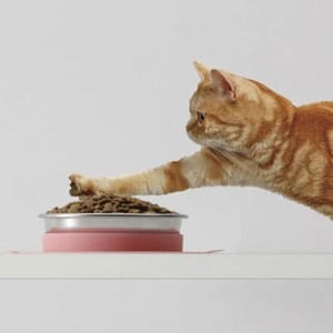 日本直送 日本直送 NYANTA/GONTA CLUB 吸盤型寵物糧食碗 貓犬用 正面圖
