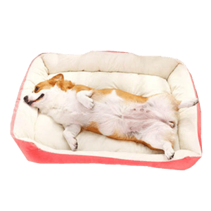 寵物床 寵物床 防滑厚身 M碼 70 貓犬用 正面圖