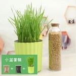 DIY DIY 種植天然吐毛球小麥草套裝   正面圖