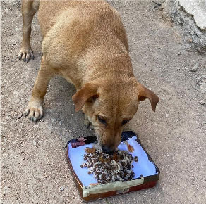 Barang-barang haiwan peliharaan Makanan kucing, pasir kucing, makanan anjing, tikar anjing - harga murah dan lengkap - Sukarelawan kucing dan anjing, kucing dan anjing liar 2