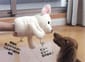 日本Bonbi 日本Bonbi ILOVEPETS Animal Mitten LoveDog 狗狗手偶玩具 啡白比高犬 一個入   正面圖