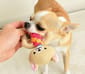 日本Bonbi 日本Bonbi ILOVEPETS Dental Animal 嚴選狗狗護齒玩具 企鵝   正面圖