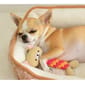 日本Bonbi 日本Bonbi ILOVEPETS Dental Animal 嚴選狗狗護齒玩具 熊熊   側面圖