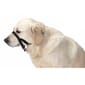 Buster Buster 口罩 約瑟爹利 貴婦狗 獵腸狗 Yorkshire Terrier Toy Poodle Dachshund   正面圖