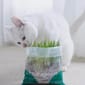MOBOLI MOBOLI 小森林袋裝貓草   正面圖
