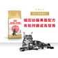 Royal Canin Royal Canin 貓糧 法國皇家貓糧 純種系列 緬因幼貓專屬配方 KMCO 2kg 2kg  正面圖
