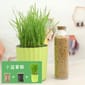 DIY DIY 種植天然吐毛球小麥草套裝   正面圖