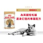 Royal Canin Royal Canin 法國皇家 貓濕糧 英國短毛成貓專屬主食濕糧  85g 85g  正面圖
