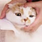 日本CattyMan 日本CattyMan 貓咪專用清潔濕紙巾 30枚   背面圖