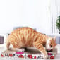 瓦楞紙貓抓板 瓦楞紙貓抓板 The Cats Favorite七彩波浪平板   正面圖